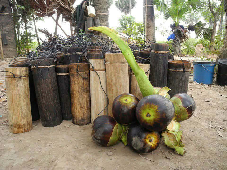 ក្រសួងសុខាភិបាល៖​ការ​ទទួលទៀន​ទឹកត្នោត​ ​ផ្លែ​ឈើ ឬ​ទឹក​ផ្លែ​ឈើ ដែល​មាន​ទឹកនោម ឬ​ទឹកមាត់​សត្វ​ប្រចៀវ​ មាន​ផ្ទុក​វីរុស​នី​ប៉ា​ហ៍ ​ក៏​ជា​កត្តា​ចម្លង​វីរុស​នី​ប៉ា​ហ៍​